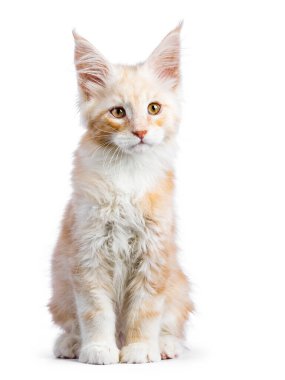 Red silver Maine Coon cat kitten sitting up facing front. Looking to the side, beside camera. Isolated on a white background clipart