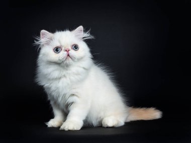 Persian cat kitten sitting up side ways. Looking up with blue eyes. Isolated on a black background clipart