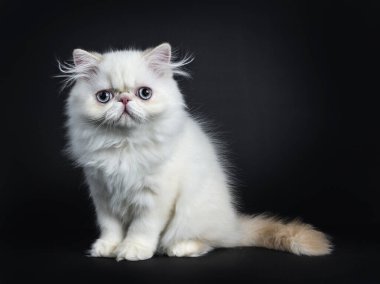 İranlı kedi yavrusu yan yana oturuyor. Mavi gözlü kameraya doğru bakıyor. Siyah bir arkaplanda izole edilmiş