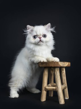 Küçük tahta taburede ön pençeleri olan İranlı kedi yavrusu yan yana duruyor. Mavi gözlü kameraya doğru bakıyor. Siyah bir arkaplanda izole edilmiş
