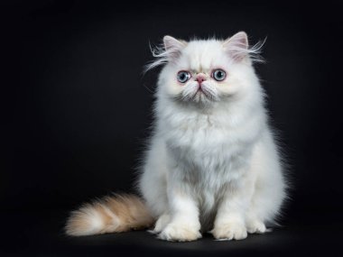 İranlı kedi yavrusu önde oturuyor. Mavi gözlerle kameranın yanına bakıyordu. Siyah bir arkaplanda izole edilmiş