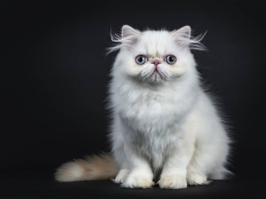 İranlı kedi yavrusu önde oturuyor. Mavi gözlü kameraya doğru bakıyor. Siyah bir arkaplanda izole edilmiş