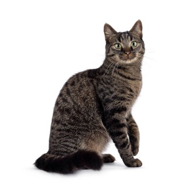 Klasik tekir ev kedisi, yan yana oturuyor. Kameraya doğru bakıyorum. Beyaz bir arkaplanda izole edilmiş.