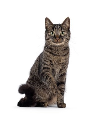 Klasik tekir ev kedisi, önde oturuyor. Kameraya doğru bakıyorum. Beyaz bir arkaplanda izole edilmiş.