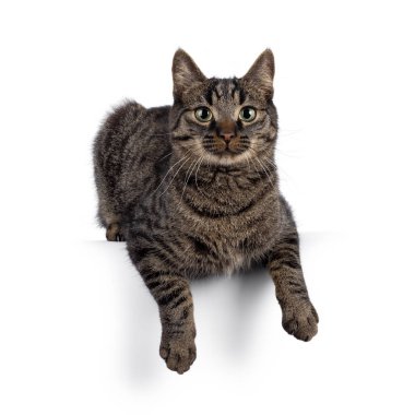 Klasik tekir ev kedisi. Yüzü öne dönük şekilde uzanır. Kameraya doğru bakıyorum. Beyaz bir arkaplanda izole edilmiş.