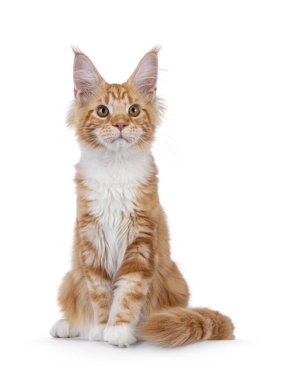 Adorable red with white Maine Coon cat, sitting up facing front. Looking beside camera with sweet expression. Isolated on a white background. clipart