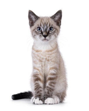 Cute house cat kitten, with tabby point pattern, sitting up facing front. Looking straight to camera. Isolated on a white background. clipart