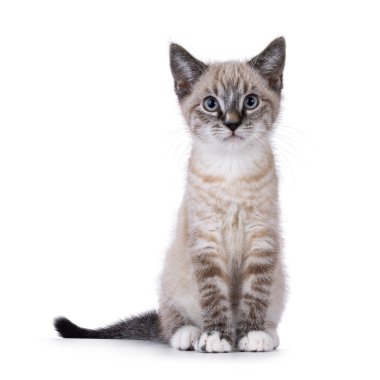 Şirin ev kedisi kedi yavrusu, tekir noktası desenli, önde oturuyor. Kameraya doğru bakıyorum. Beyaz bir arkaplanda izole edilmiş.