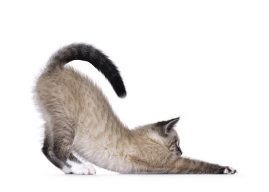Şirin ev kedisi kedi yavrusu, tekir noktası desenli, eğilmiş köpek yogası pozu gibi. Profilini göstermek için ileriye bakıyor. Beyaz bir arkaplanda izole edilmiş.