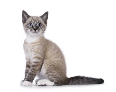 Şirin kedi yavrusu, tekir noktalı, yan yana oturuyor. Yukarıya ve kameranın üstüne bakıyorum. beyaz arkaplanda izole edilmiş.