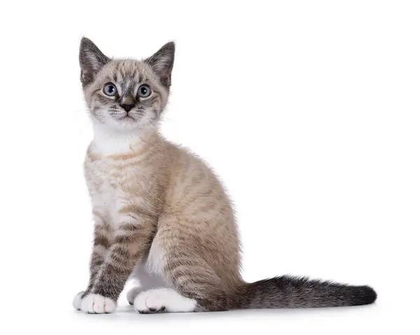 Stock image Cute house cat kitten, with tabby point pattern, sitting  up side ways. Looking up and above camera. isolated on a white background.