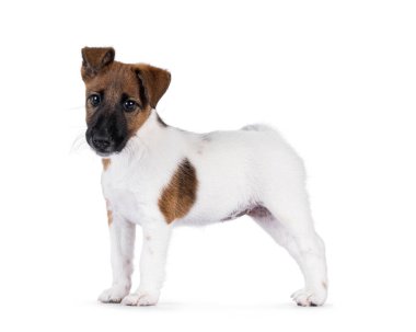 Şirin Smooth Fox Terrier köpek yavrusu, yan yana duruyor. Tuhaf, dengesiz kulaklarla kameraya doğru bakıyor. Beyaz bir arkaplanda izole edilmiş.