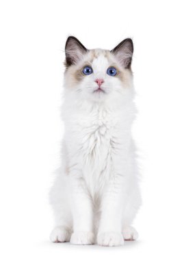 Yakışıklı, bez bebek kedi yavrusu, yüzü önde oturuyor. Cins, tipik mavi gözleriyle kameraya bakıyor. Beyaz bir arkaplanda izole edilmiş.