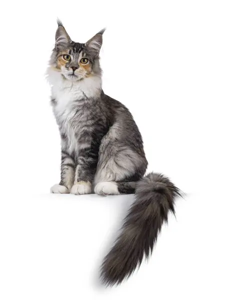 stock image Impressive tortie Maine Coon cat female, sitting up side ways on edge. Looking towards camera. Isolated on a white background.