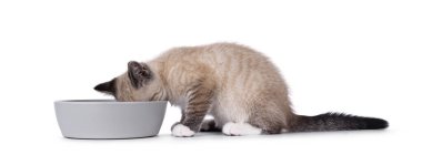 Tekir noktalı kedi yavrusu, gri yemek kasesinin yanında oturuyor. Kafan kasede olsun. Beyaz bir arkaplanda izole edilmiş.