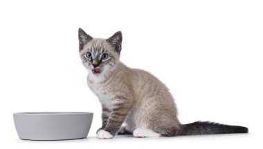 Tekir noktalı kedi yavrusu, gri yemek kasesinin yanında oturuyor. Dilini yalayarak kameraya bakıyor. Beyaz bir arkaplanda izole edilmiş.