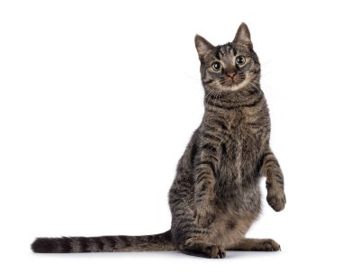 Arka pençeleri üzerinde oturan, tekir desenli yakışıklı bir ev kedisi. Ön pençeler dans eder gibi kalkıyor. Doğrudan kameraya bakıyorum. Beyaz bir arkaplanda izole edilmiş.