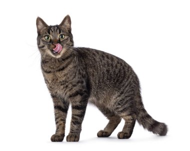 Tekir desenli yakışıklı ev kedisi, yan yana duruyor. Ağzı ve burnu yalayan pembe dil. Doğrudan kameraya bakıyorum. Beyaz bir arkaplanda izole edilmiş.