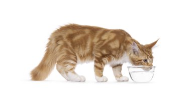 Süper tatlı kırmızı, beyaz Maine Rakunu kedisiyle yan yana duran cam bir su kabından su içen. Doğrudan kameraya bakıyor, beyaz bir arkaplanda izole edilmiş..