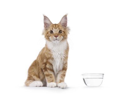 Süper tatlı kırmızı, beyaz Maine Rakun kedisi, cam su kabının yanında oturuyor. Doğrudan kameraya bakıyor, beyaz bir arkaplanda izole edilmiş..