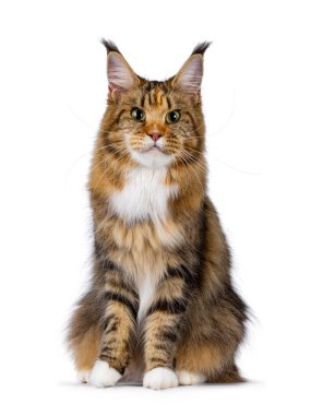 Etkileyici genç Tortie Maine Rakun kedisi, önde oturuyor. Doğruca yeşil gözlerle kameraya bakıyor. Beyaz bir arkaplanda izole edilmiş.