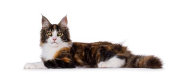 Pretty young tortie Maine Coon cat, laying down side ways. Looking towards camera. Isolated on a white background. clipart