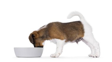 Şirin, yumuşak tilki teriyeri köpek yavrusu, gri kaseden yemek yiyor. Kafanızı kaseye sokun. Beyaz bir arkaplanda izole edilmiş.