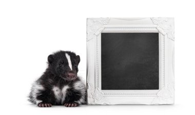 Cute young skunk, sitting beside photo frame filled with blackboard. Looking towards camera. Isolated on a white background. clipart