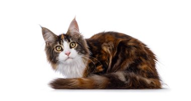 Güzel, genç Tortie Maine Rakun kedi, yan yatıyordu. Kameraya doğru bakıyorum. Beyaz bir arkaplanda izole edilmiş.