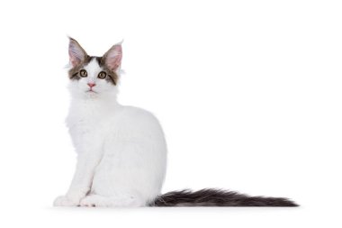 Güzel Van Maine Rakunu kedi yavrusu, yan yana oturuyor. Kameraya doğru bakıyorum. Beyaz bir arkaplanda izole edilmiş.