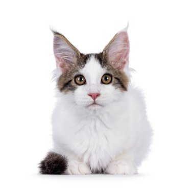 Güzel Van Maine Rakunu kedi yavrusu, yüzüstü yere yatıyor. Kameraya doğru bakıyorum. Beyaz bir arkaplanda izole edilmiş.