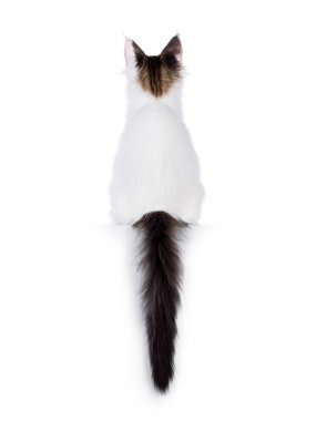 Pretty van Maine Coon cat kitten, sitting backwards on edge. Looking away from camera, no face showing. Isolated on a white background. clipart