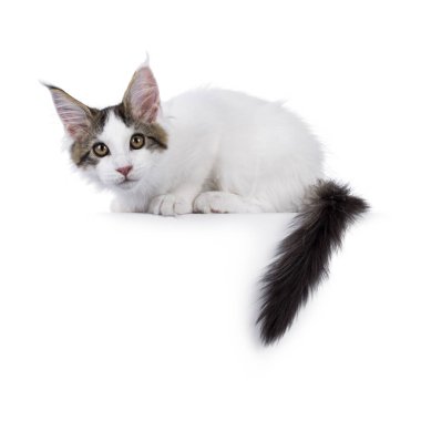 Güzel Van Maine Rakunu kedi yavrusu, kenarlarda yatıyor. Kameraya doğru bakıyorum. Beyaz bir arkaplanda izole edilmiş.