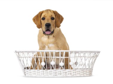 Yakışıklı 3 aylık Labrador köpek yavrusu, beyaz sepette oturuyor. Kameraya doğru bakıyorum. Beyaz bir arkaplanda izole edilmiş.