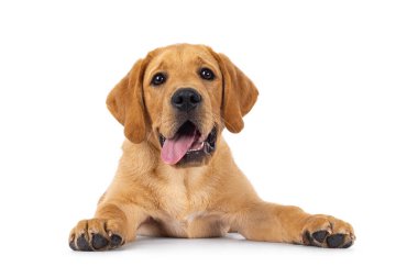 Yakışıklı, 3 aylık Labrador köpeği yavrusu, yüzü koyun uzanmış, Tongie dışarıda. Kameraya doğru bakıyorum. Beyaz bir arkaplanda izole edilmiş.
