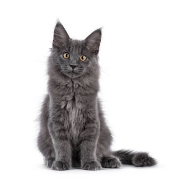 Görkemli mavi Maine Rakun kedi yavrusu, yüzü önde oturuyor. Altın gözlerle doğrudan kameraya bakıyor. Beyaz bir arkaplanda izole edilmiş.