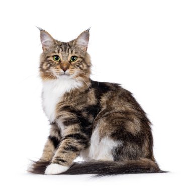 Tatlı siyah tekir kedicik Norveç orman kedisini lekeledi, yan yana otururken. Büyüleyici yeşil gözlerle kameraya doğru bakıyor..