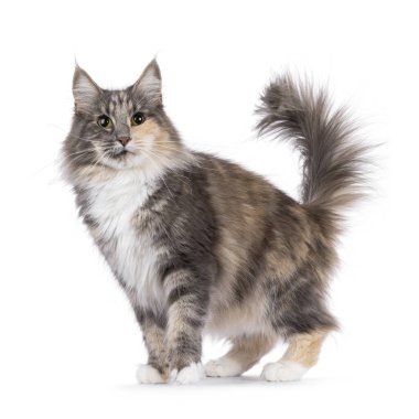 Yetişkin mavi tortie Norveçli Orman Kedisi, önde duruyor. Kameraya doğru bakıyorum. Beyaz bir arkaplanda izole edilmiş.