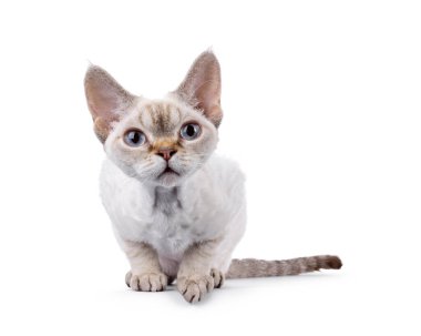 Tapılası Devon Rex kedi yavrusu, atlamaya hazır bir şekilde yatıyordu. Mavi gözlerle doğrudan kameraya bakıyor. Beyaz bir arkaplanda izole edilmiş.