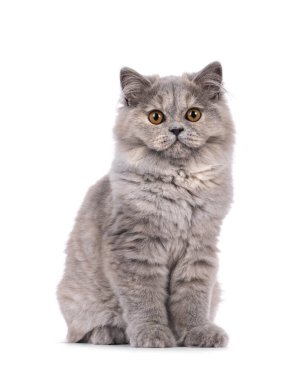 Güzel mavi ördekli İngiliz Uzun saçlı kedi yavrusu, yüzü önde oturuyor. Turuncu gözlerle kameraya doğru bakıyor. Beyaz bir arkaplanda izole edilmiş.