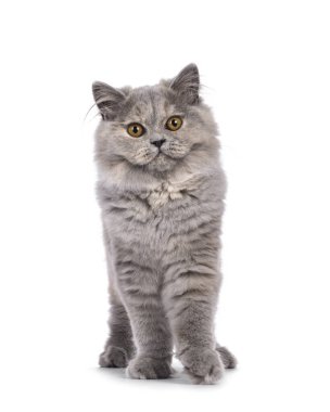 Şirin mavi ördekli İngiliz Uzun tüylü kedi yavrusu, yan yana duruyor. Turuncu gözlerle kameraya doğru bakıyor. Beyaz bir arkaplanda izole edilmiş.