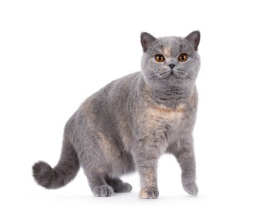 Excellent young blue tortie British Shorthair cat, standing side ways. Looking towards camera with deep orange eyes. Isolated on a white background. clipart