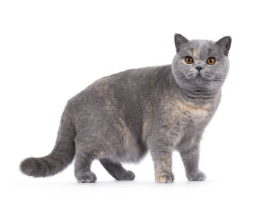 Excellent young blue tortie British Shorthair cat, standing side ways. Looking towards camera with deep orange eyes. Isolated on a white background. clipart