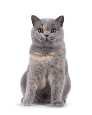 Excellent young blue tortie British Shorthair cat, sitting up facing front. Looking towards camera with deep orange eyes. Isolated on a white background. clipart