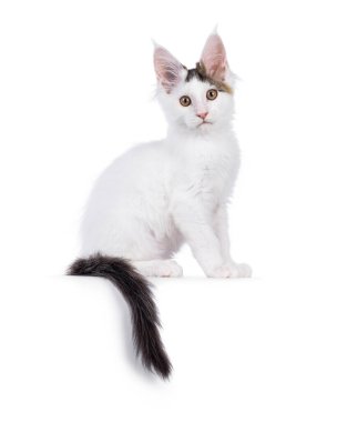 Tatlı soytarı Maine Rakun kedi yavrusu, kenarlarda oturuyor. Doğrudan kameraya bakıyorum. Beyaz bir arkaplanda izole edilmiş.