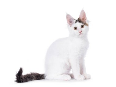 Şirin soytarı Maine Rakun kedi yavrusu, yan yana oturuyor. Doğrudan kameraya bakıyorum. Beyaz bir arkaplanda izole edilmiş.