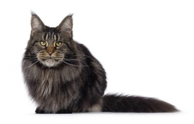 Görkemli siyah tekir kedisi Maine Rakun yüzükoyun yatıyordu. Yeşilimsi gözlerle kameraya bakıyor. Beyaz bir arkaplanda izole edilmiş.