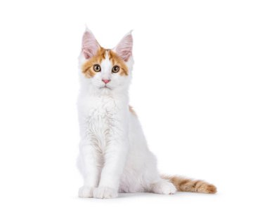 Beyaz soytarı Maine Rakun kedisiyle sevimli bir kırmızı kedi, yüzü önde oturuyor. Doğrudan kameraya bakıyorum. Beyaz bir arkaplanda izole edilmiş.