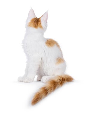 Beyaz soytarı Maine Rakun kedi yavrusuyla sevimli kırmızı, yan yana oturuyor. Kameradan geriye doğru bakıyor. Beyaz bir arkaplanda izole edilmiş.