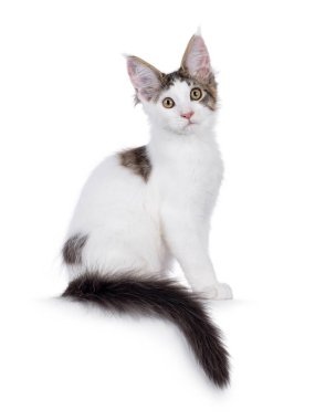 Tatlı soytarı Maine Rakun kedi yavrusu, kenarda oturuyor. Kameraya doğru bakıyorum. Beyaz bir arkaplanda izole edilmiş.